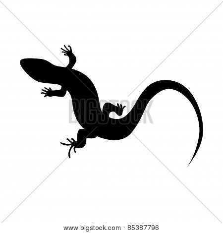 Monochrome Lizard