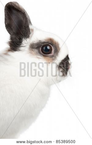 white rabbit with blask spots