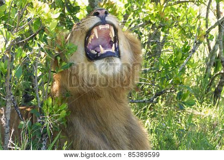 angry lion