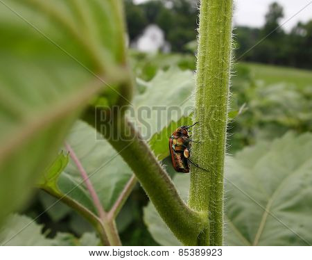 Beetle Climbing