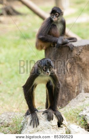 Spider monkey on a tree