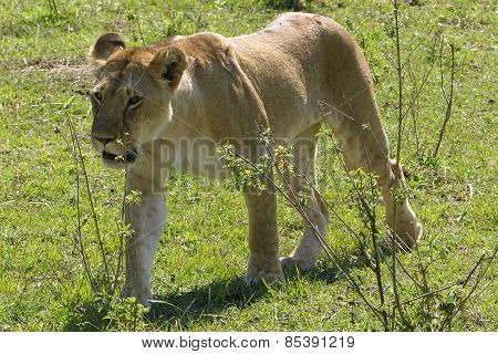 lion in Africa