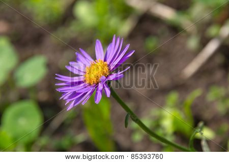Flower of Alpine aster (Aster alpinus).