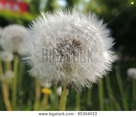Dandelion In The City