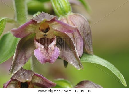 Elleborine latifoglie - Epipactis helleborine