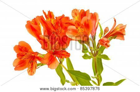 Orange Alstroemeria Isolated On White