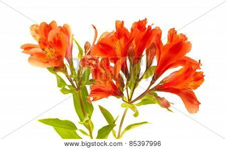 Orange Alstroemeria Isolated On White