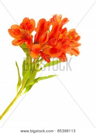 Orange Alstroemeria Isolated On White