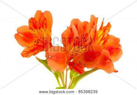 Orange Alstroemeria Isolated On White