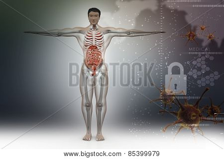 human anatomy
