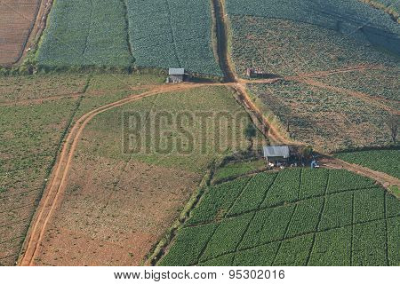 Cabbage Field