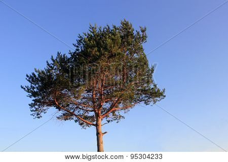 Lone Pine Over The Blue Sky