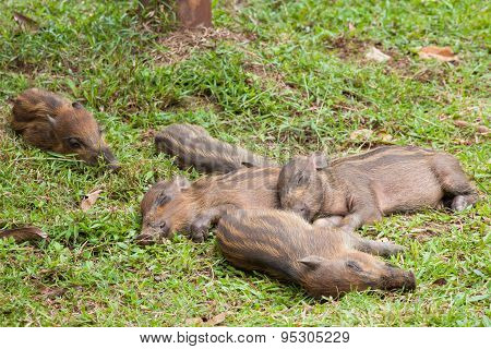 Baby wild boars sleeping on grass