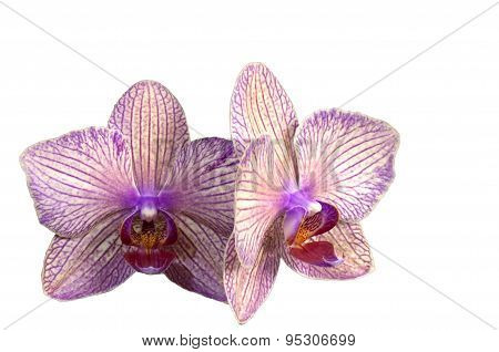 Purple Streaked Orchid Flower