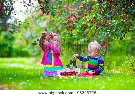 Kids Picking Cherry On A Fruit Farm Garden