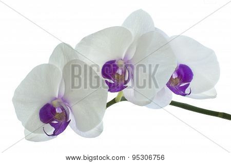 Orchid Flower