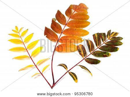 Three Multicolor Autumn Rowan Leafs
