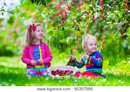 Kids Picking Cherry On A Fruit Farm Garden