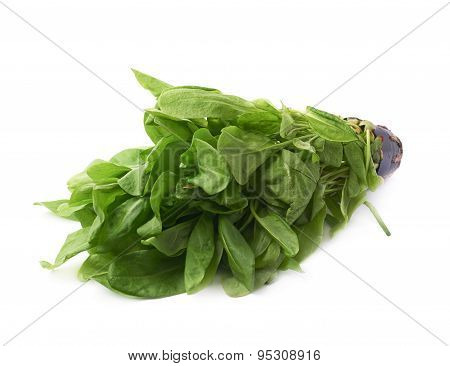 Green polygonaceae sorrel spinach dock leaves