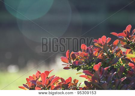 Fire Brush