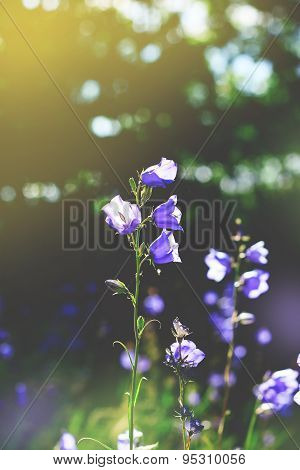 Toned cluster of big Bluebell or Campanula persicifolia
