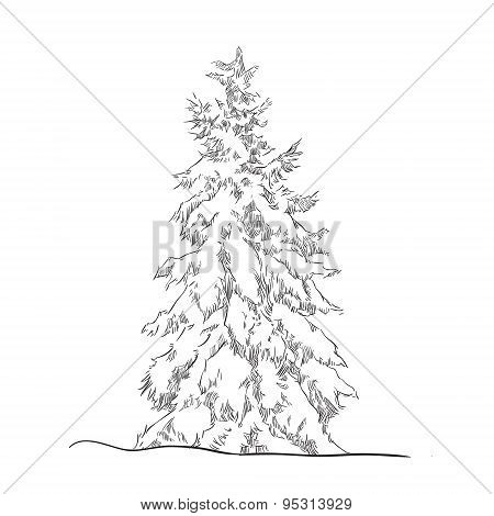 Tree sketch