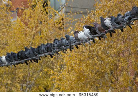 Pigeons