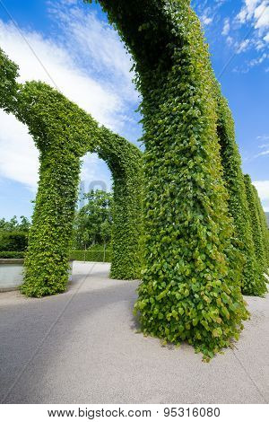 Green Leaves Arches