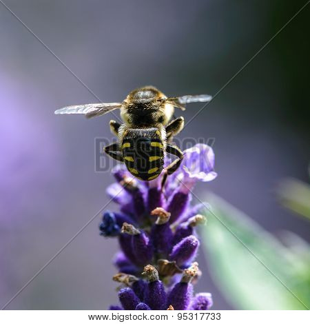 Bee
