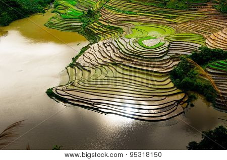 Terraced rice field in water season in Laocai province, Vietnam