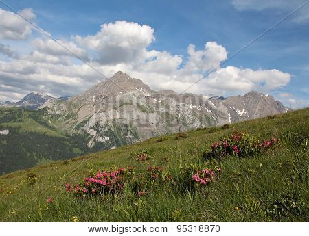 Summer In The Swiss Alps