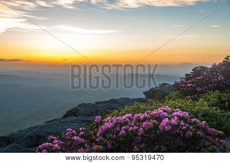 Rhododendron Spring Bloom in Linville Gorge 4