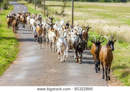 herd of goats on the road, Aveyron, Midi Pyrenees, France