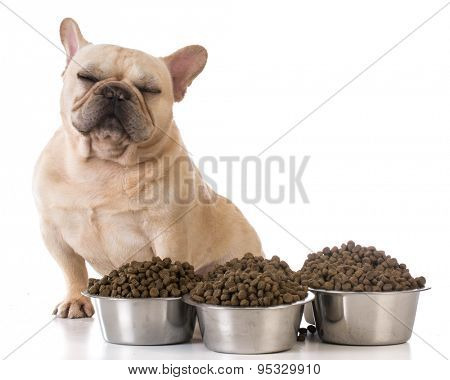 picky eater - french bulldog refusing to eat on white background