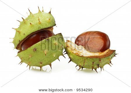 Kasztanowiec (aesculus Hippocastanum) w naturalnej powłoki