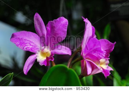 Fialové orchideje