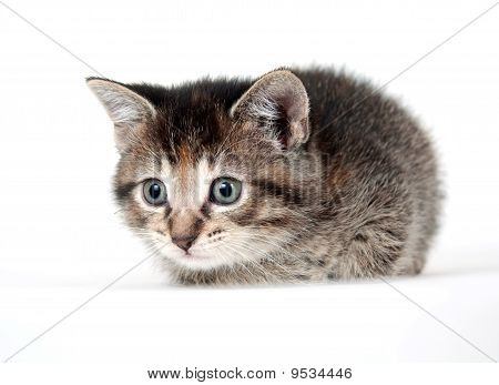 在白色的虎斑小猫
