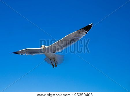 The seagull flies against the blue sky