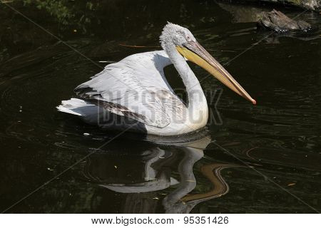 Dalmatian pelican (Pelecanus crispus). 