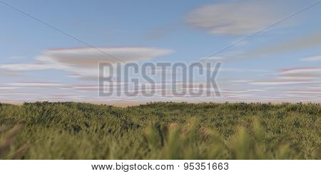 praire grass field