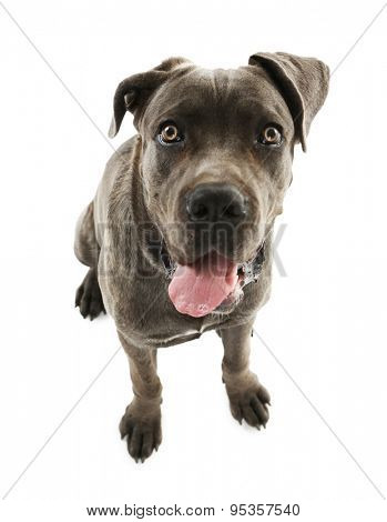 Cane corso italiano dog, isolated on white