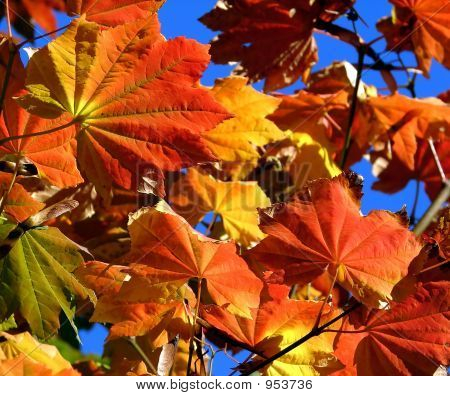 秋の紅葉