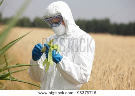 professional in uniform goggles,mask and gloves examining corn cob on field