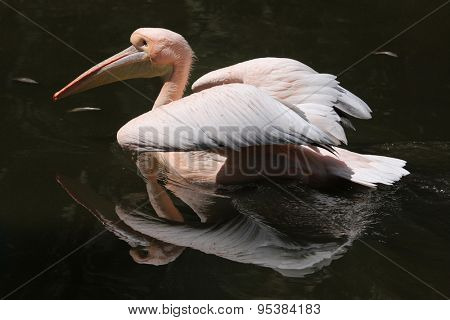 Great white pelican (Pelecanus onocrotalus), also known as the rosy pelican. Wildlife animal. 