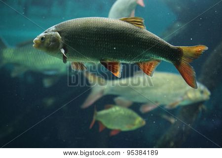 Common rudd (Scardinius erythropthalmus). Wildlife animal. 
