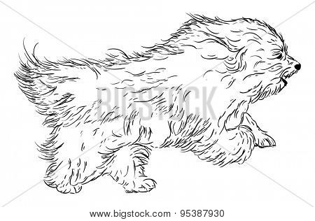 vector - rare dog - Coton de Tulear - isolated on background