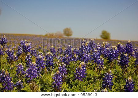 Texas Bluebonnets