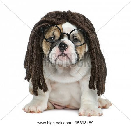 English bulldog puppy wearing a dreadlocks wig and glasses in front of white background