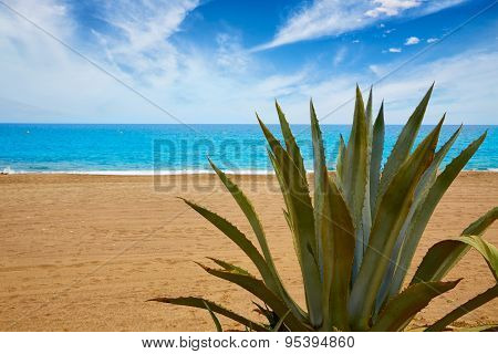 Almeria Mojacar beach Agave in Mediterranean sea of Spain