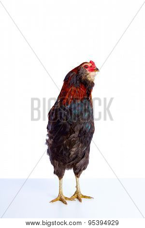 Male Rooster Araucana Easter egger breed in white background